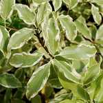 Photo Pittosporum eugenioides