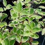 Photo Pittosporum Saundersii