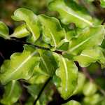 Photo Pittosporum Abbotsbury gold