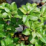 Photo Pittosporum tenuifolium Cap Sizun ®