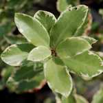 Photo Pittosporum tenuifolium Elizabeth