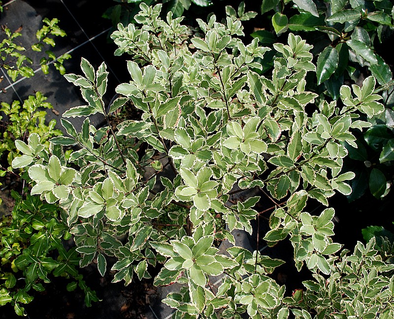 Pittosporum tenuifolium Elizabeth