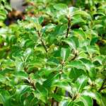 Photo Pittosporum tenuifolium gold star