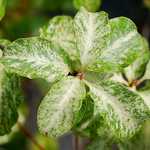 Photo Pittosporum tenuifolium Irene Paterson