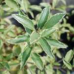 Photo Pittosporum tenuifolium Silver Queen