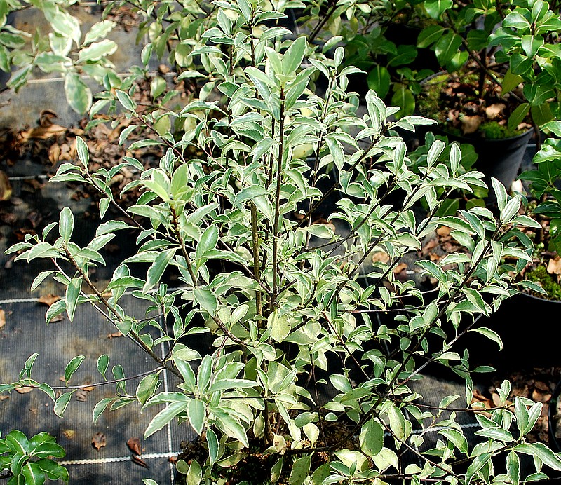 Pittosporum tenuifolium Silver Queen