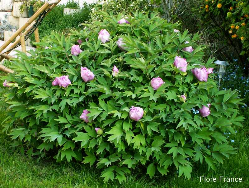 planter une pivoine arbustive