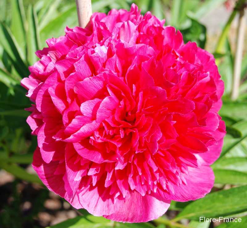 Photo Pivoine commune