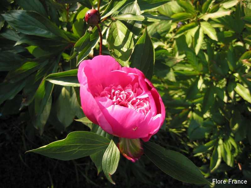 Photo Pivoine 'Magic Orb'