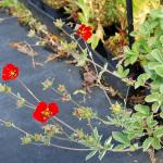 Photo Potentille rouge