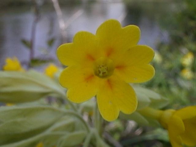 Photo Primevère officinale ou Coucou