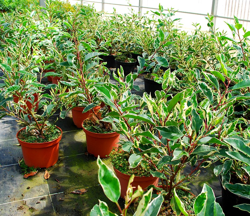 Laurier du Portugal variegata