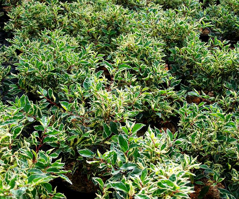 Laurier du Portugal variegata