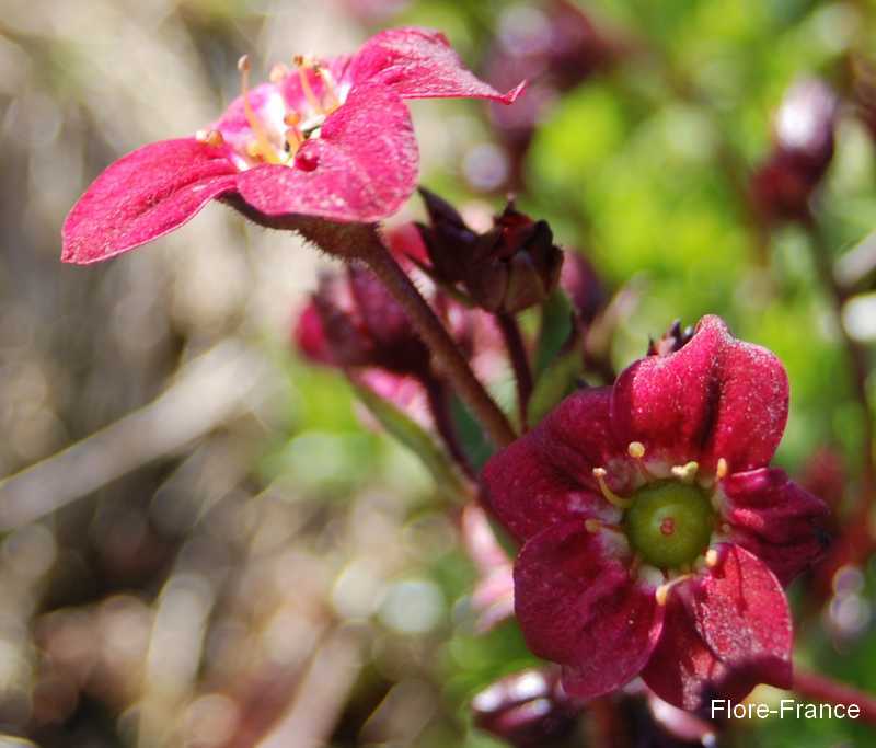 Photo Saxifrage rouge