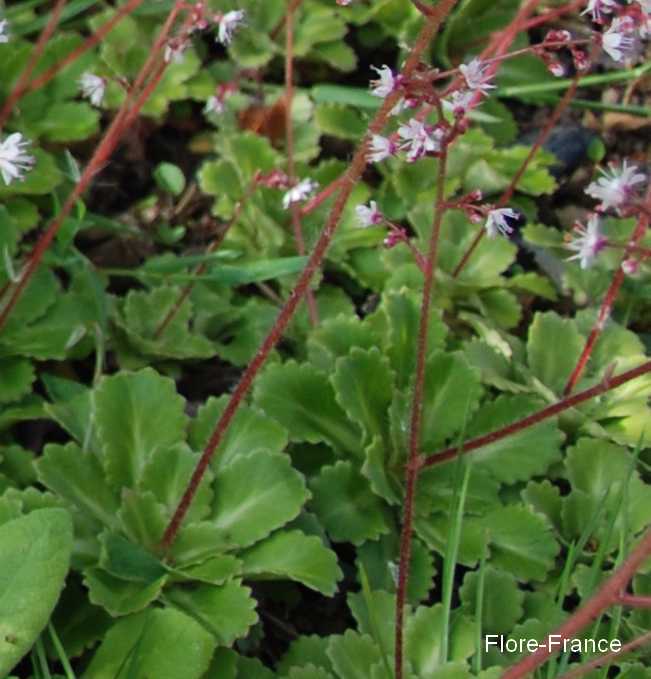 Photo Saxifrage benoîte