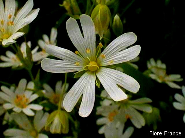 Photo Stellaire holostée