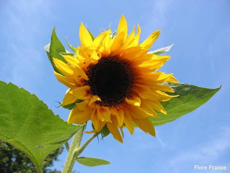 Photo Tournesol