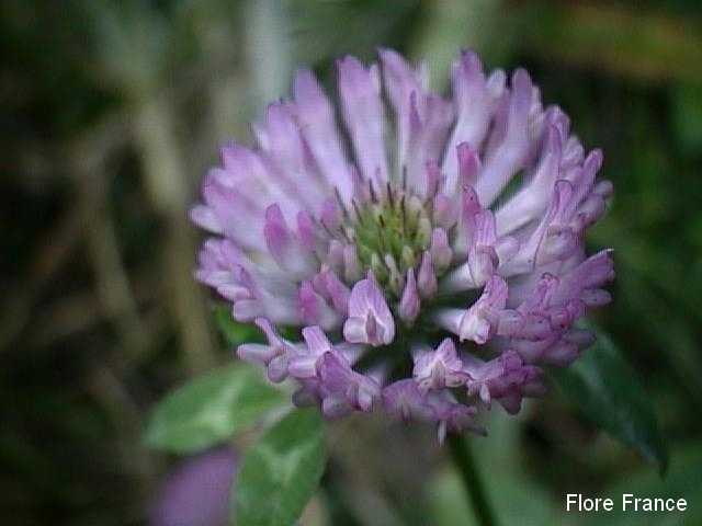 Photo Trèfle des prés ou Trèfle violet