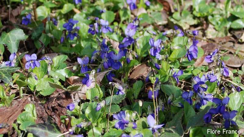 Photo Violette hérissée